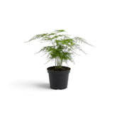 Baby Asparagus setaceus with a broad airy canopy in a black nursery pot