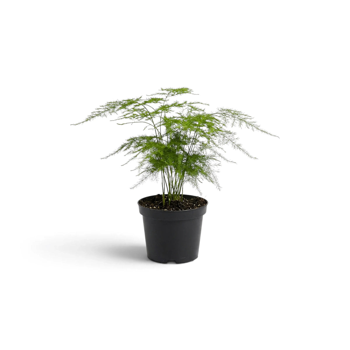 Baby Asparagus setaceus with a broad airy canopy in a black nursery pot