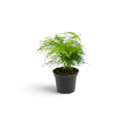Compact baby Asparagus setaceus with bright green feathery growth