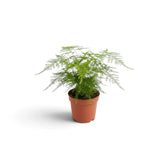 Baby Asparagus setaceus with upright feathery fronds in a terracotta pot