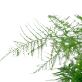 Close-up of fine feathery Asparagus setaceus foliage on arching green stems
