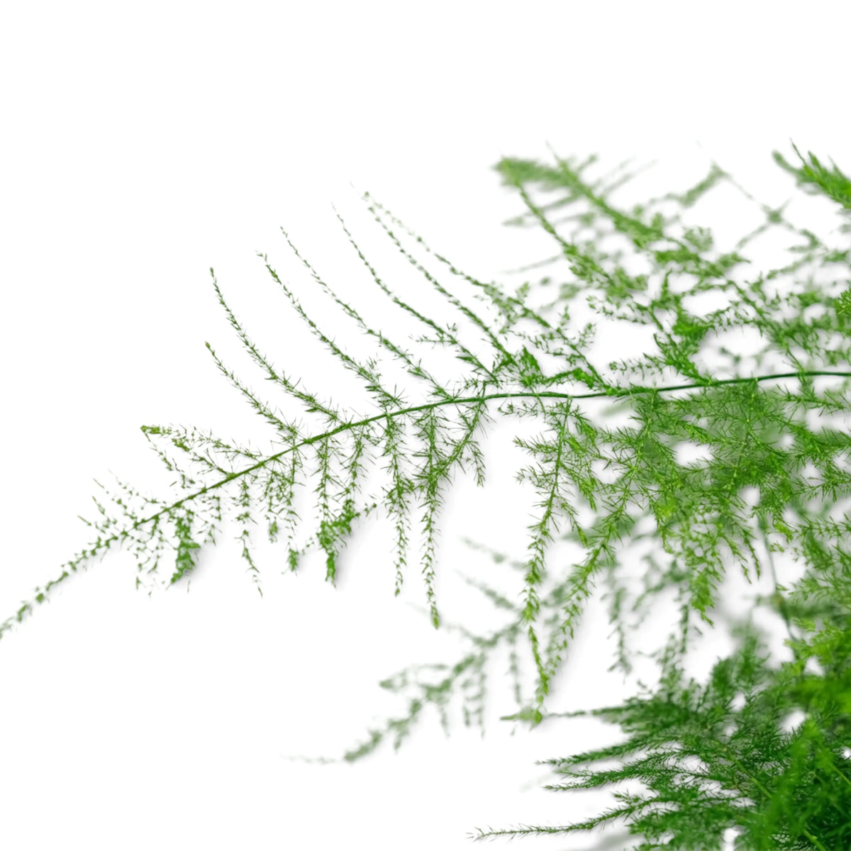 Close-up of fine feathery Asparagus setaceus foliage on arching green stems