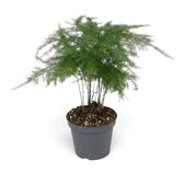 Medium Asparagus setaceus with upright airy foliage in a grey nursery pot