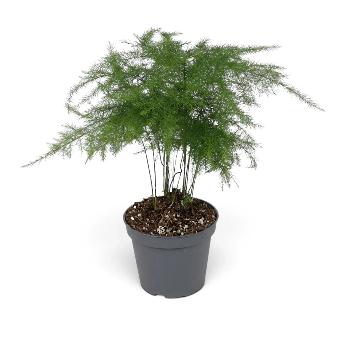 Medium Asparagus setaceus with upright airy foliage in a grey nursery pot