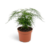Full medium Asparagus setaceus with a soft cascading canopy