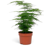 Tall medium Asparagus setaceus with tiered feathery fronds