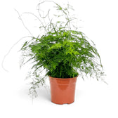 Medium Asparagus setaceus with dense arching fronds in a terracotta pot