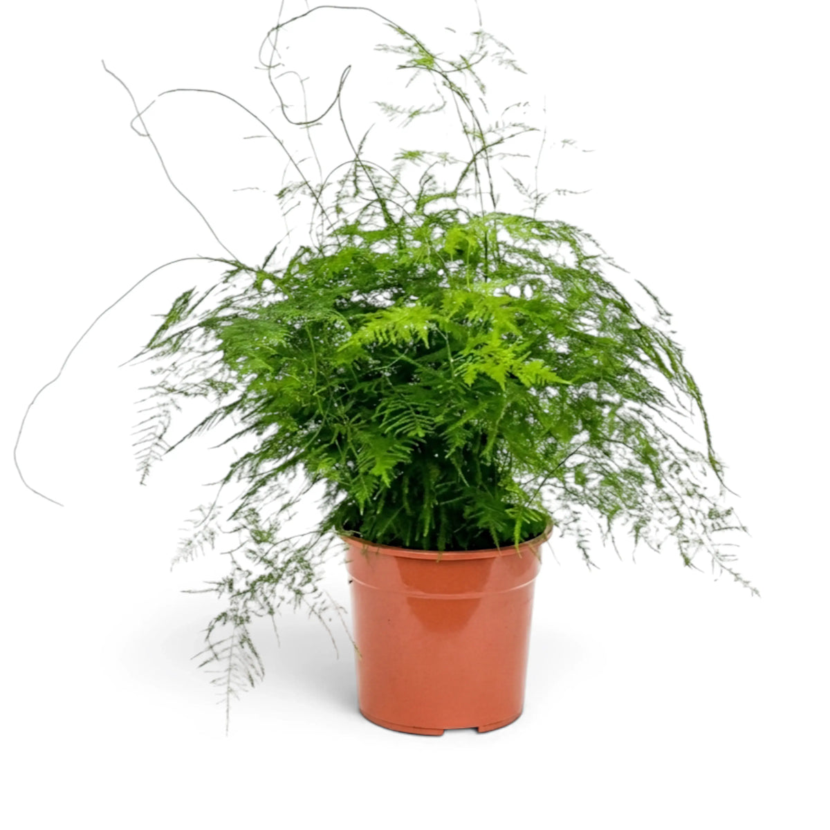 Medium Asparagus setaceus with dense arching fronds in a terracotta pot
