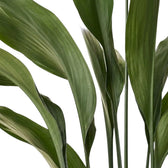 Close-up of upright Aspidistra elatior stalks and long, pointed green leaves