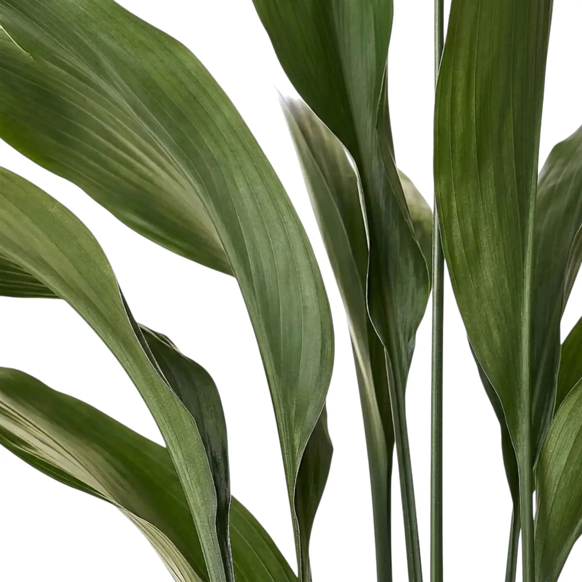 Close-up of upright Aspidistra elatior stalks and long, pointed green leaves