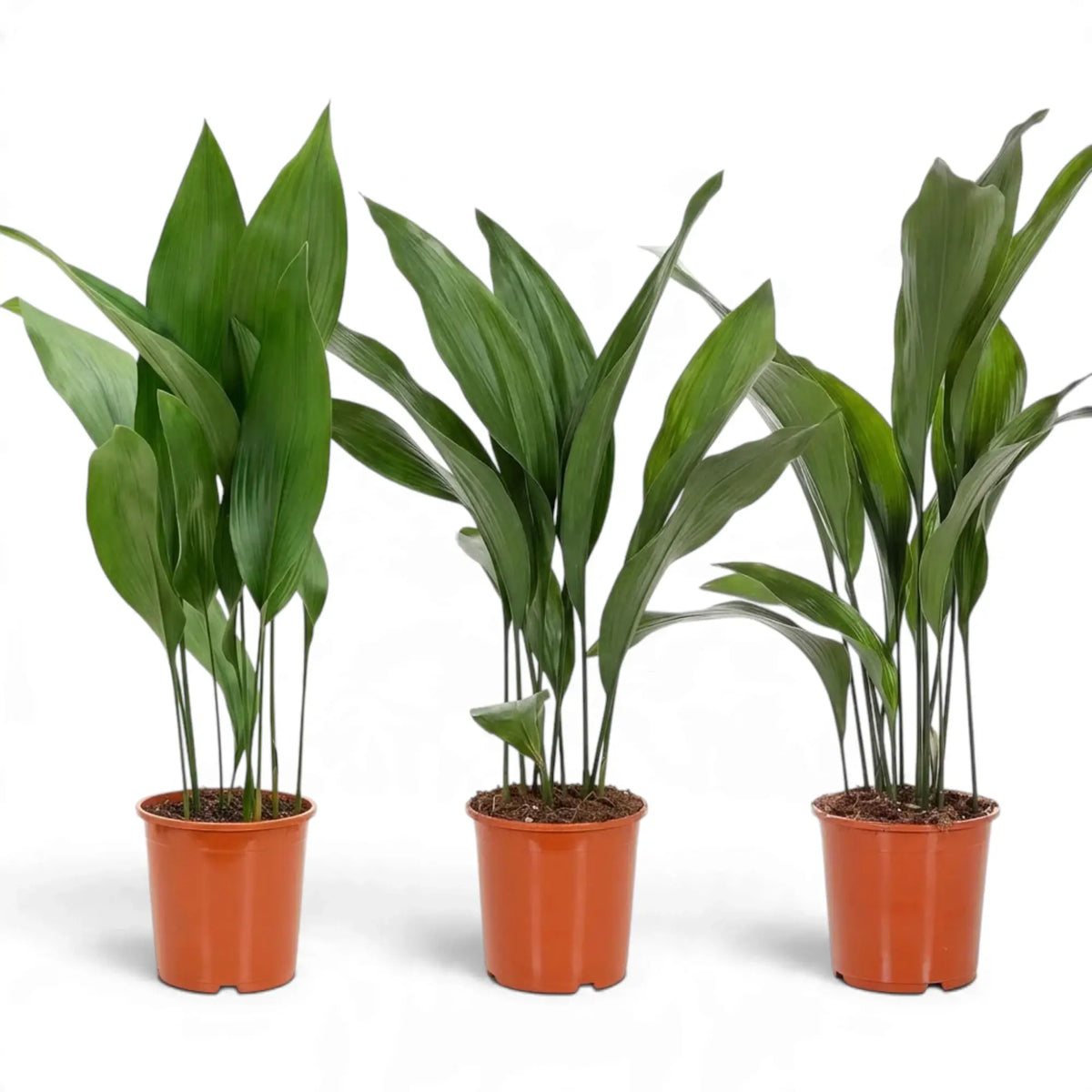 Three large Aspidistra elatior plants with upright leaves in nursery pots