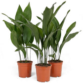 Three potted Aspidistra elatior plants with clusters of broad green leaves
