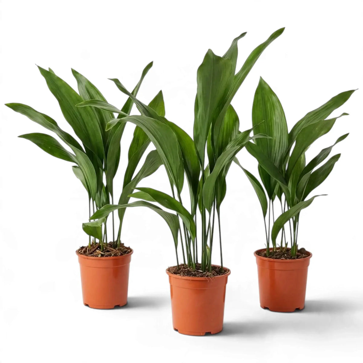 Three large Aspidistra elatior plants in separate orange nursery pots