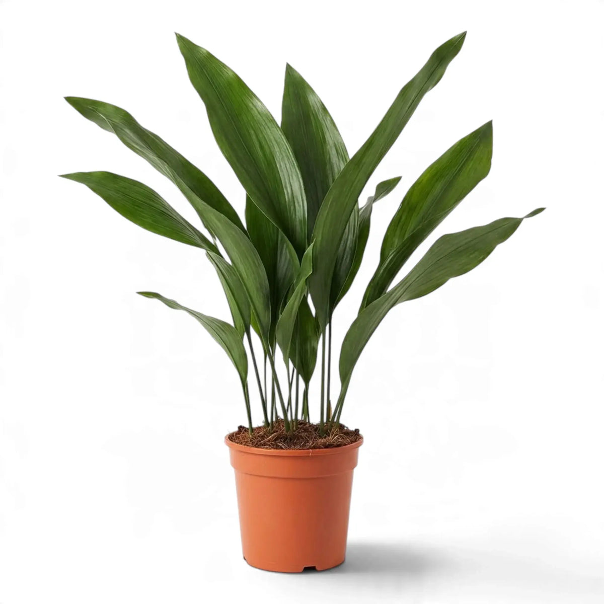 Large Aspidistra elatior with tall, dark green leaves in an orange nursery pot