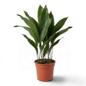 Large potted Aspidistra elatior with a dense clump of dark green leaves
