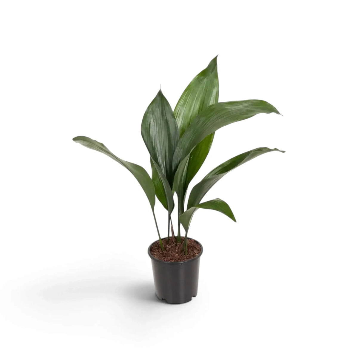 Medium Aspidistra elatior with pointed green leaves in a black nursery pot