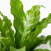 Asplenium antiquum foliage close-up showing broad, arching green fronds