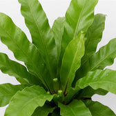 Asplenium antiquum foliage close-up showing broad, arching green fronds