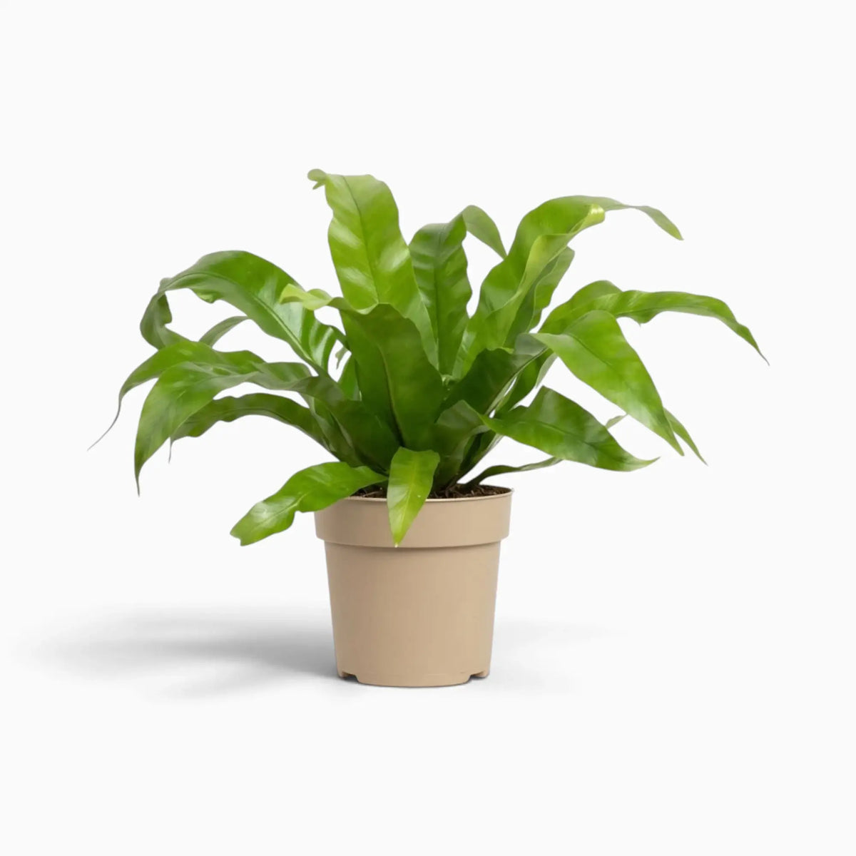 Asplenium antiquum fern with a rosette of broad, arching green fronds