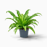 Asplenium antiquum fern with a rosette of broad, arching green fronds
