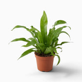 Asplenium antiquum fern with a rosette of broad, arching green fronds