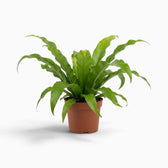Asplenium antiquum fern with a rosette of broad, arching green fronds
