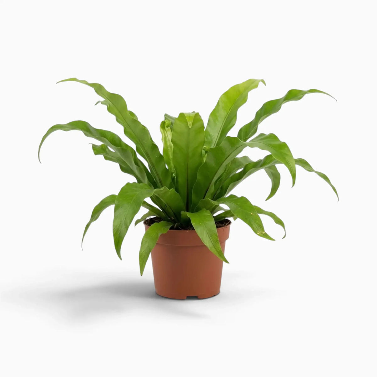 Asplenium antiquum fern with a rosette of broad, arching green fronds