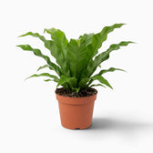 Asplenium antiquum fern with a rosette of broad, arching green fronds