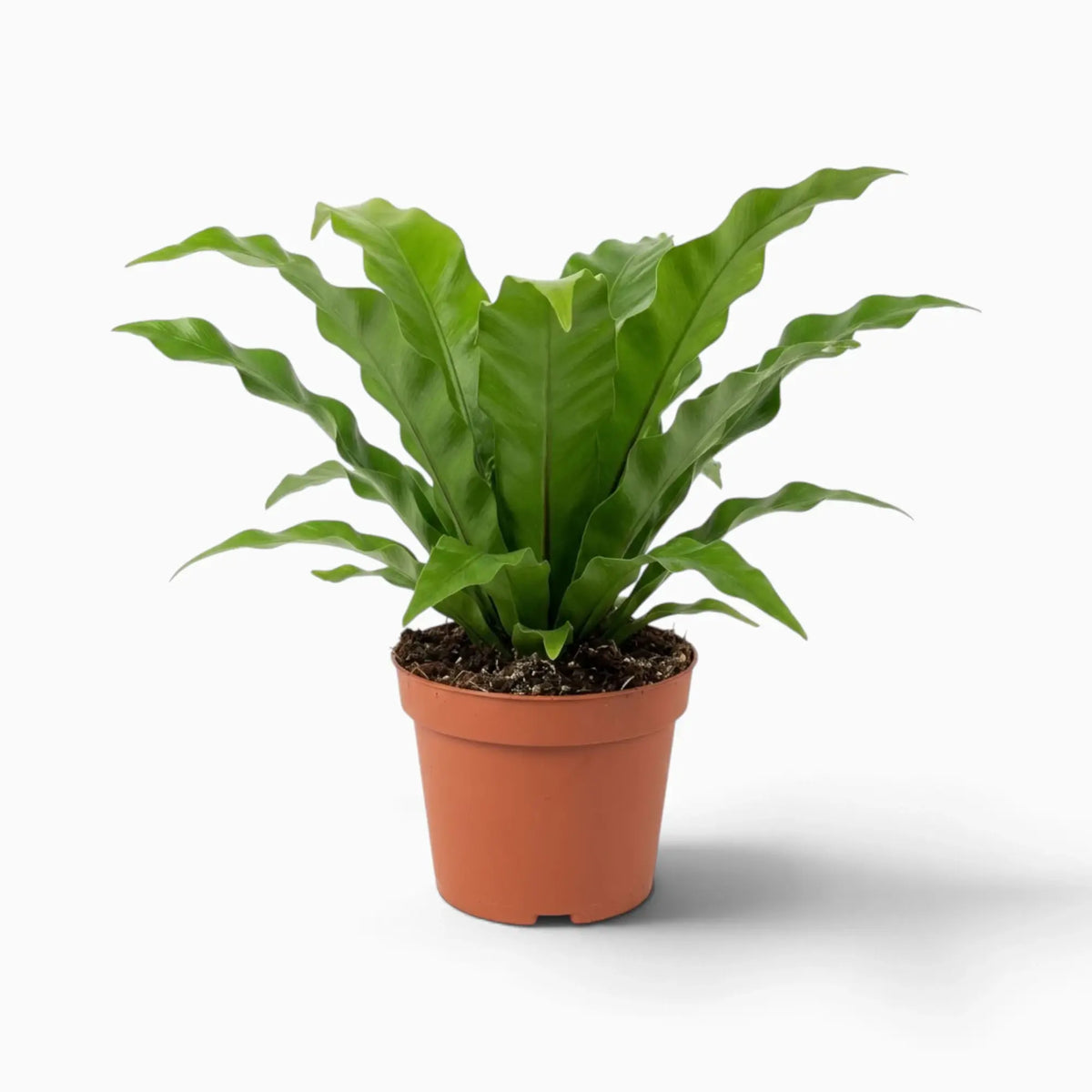 Asplenium antiquum fern with a rosette of broad, arching green fronds