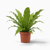 Asplenium antiquum fern with a rosette of broad, arching green fronds