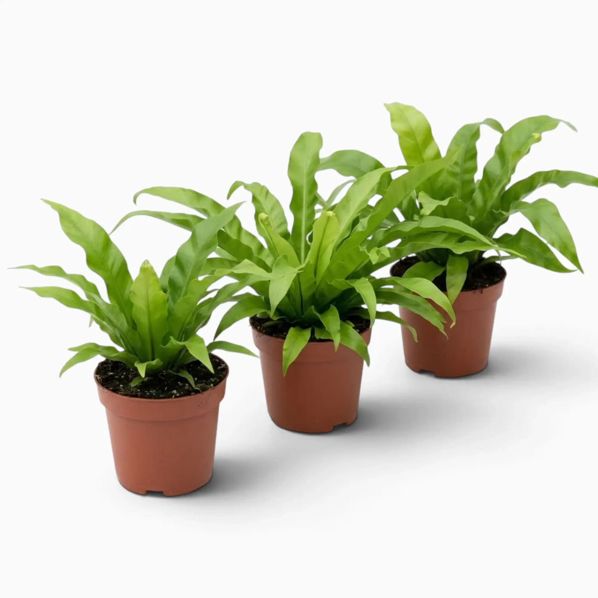 Asplenium antiquum fern with a rosette of broad, arching green fronds