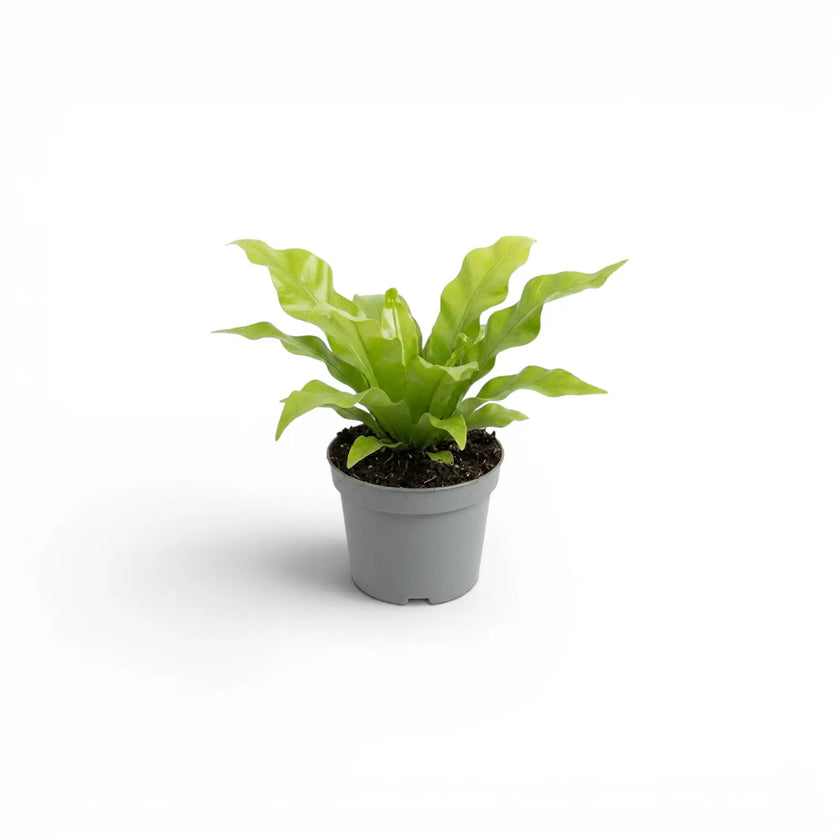 Asplenium nidus baby plant in a nursery pot