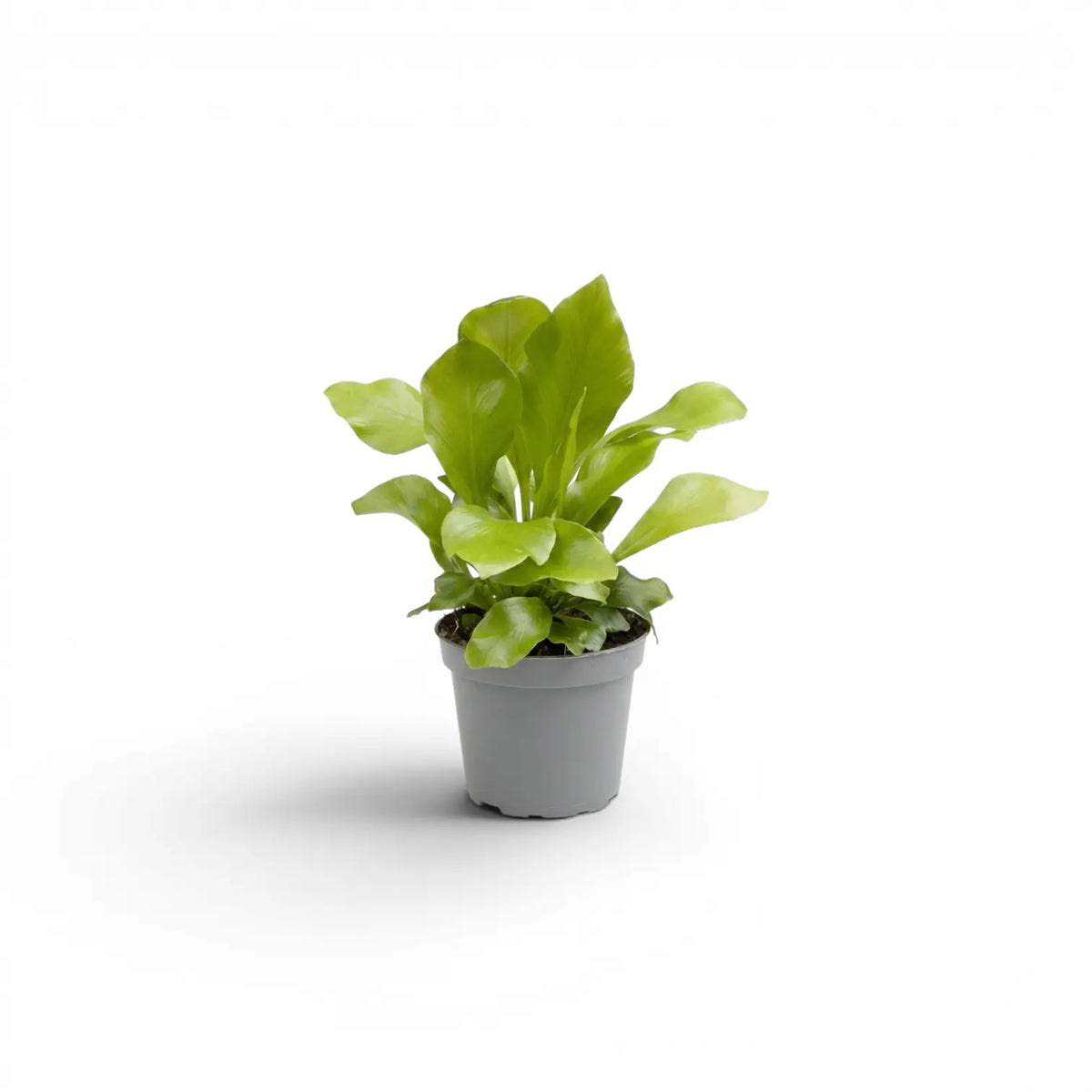 Asplenium nidus als Baby-Pflanze im Kulturtopf.
