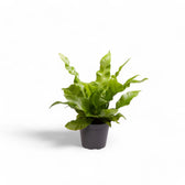 Asplenium nidus 'Crispy Wave' plant in a nursery pot against a white background