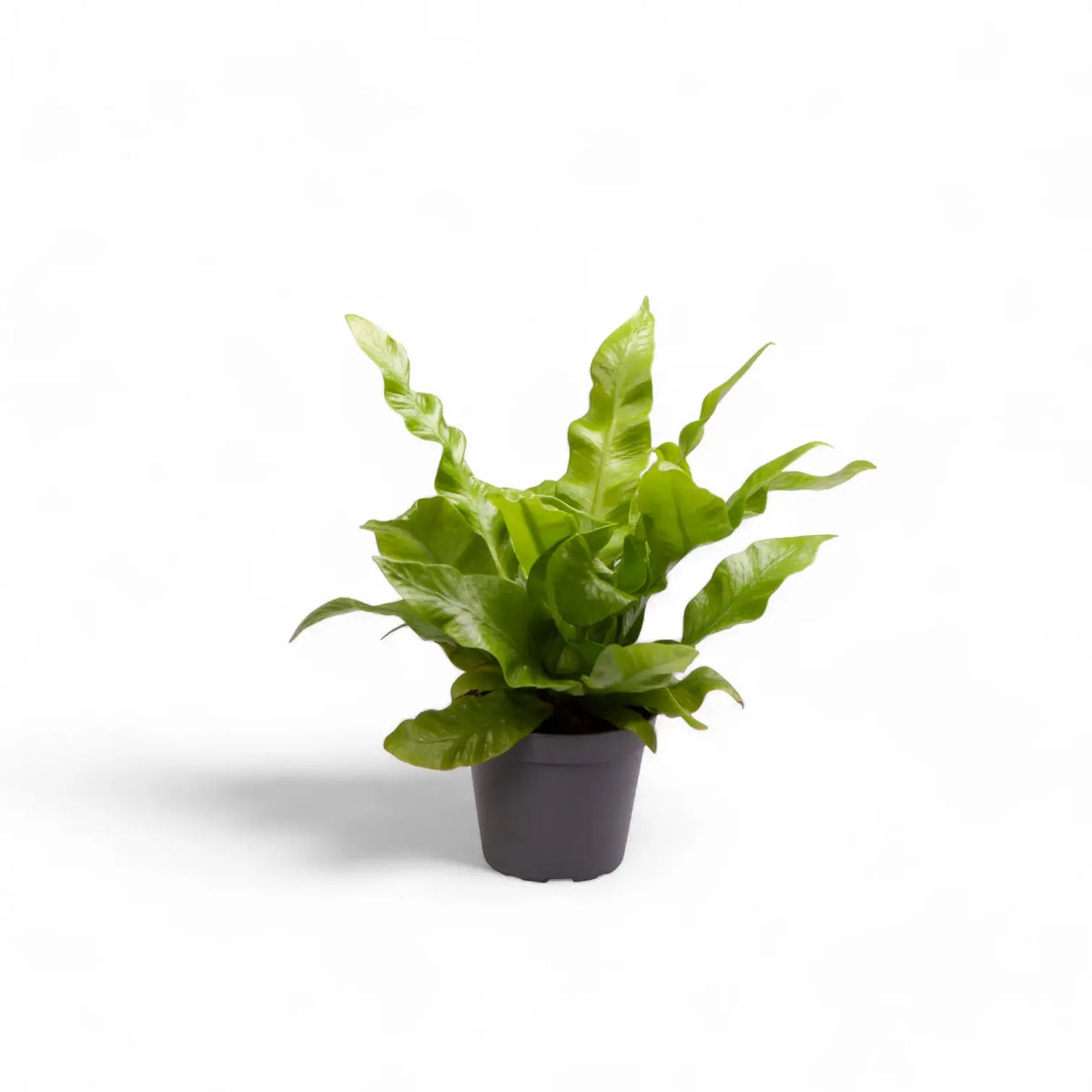 Asplenium nidus 'Crispy Wave' plant in a nursery pot against a white background