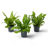 Three small Asplenium nidus 'Crispy Wave' ferns in separate dark pots
