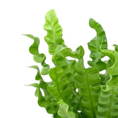 Close-up of bright green Asplenium nidus 'Crispy Wave' fronds with curled edges