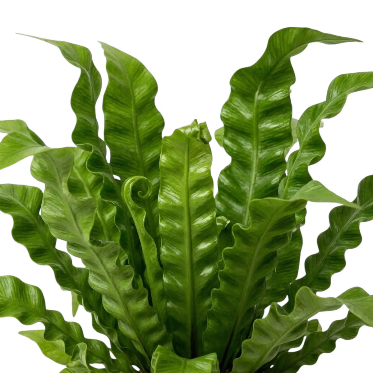 Close-up of upright Asplenium nidus 'Crispy Wave' fronds with deep ripples