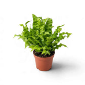 Asplenium nidus 'Crispy Wave' in a nursery pot with deeply wavy fronds