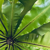 Blätter von Asplenium nidus in Nahaufnahme.