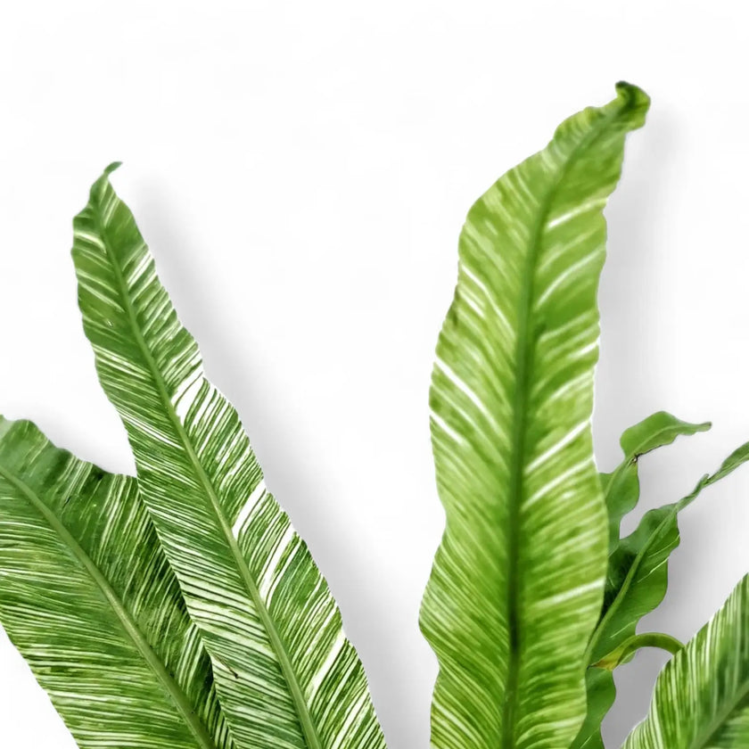 Asplenium nidus variegata leaf close-up on white background.