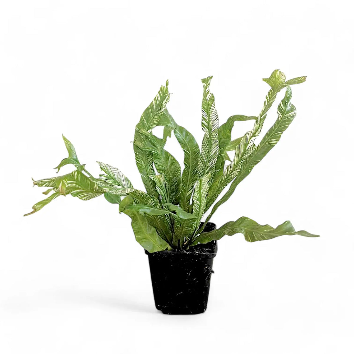 Asplenium nidus variegata potted plant in nursery pot on white background.