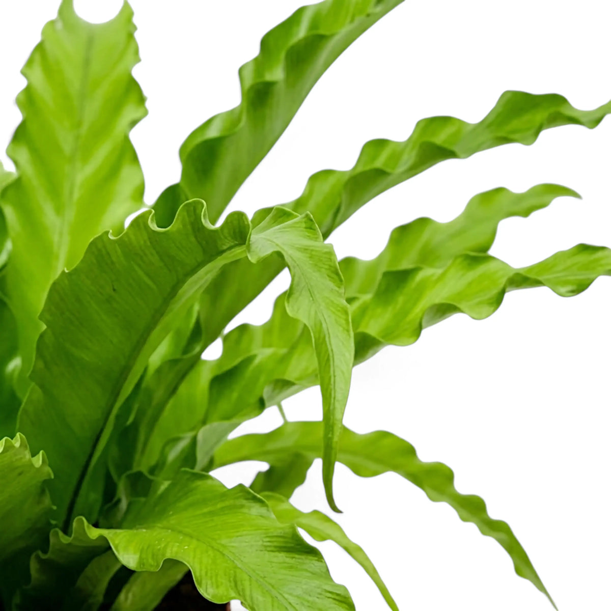 Close-up of overlapping Asplenium 'Osaka' fronds with ruffled margins