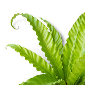 Close-up of bright green Asplenium 'Osaka' fronds with deeply wavy edges