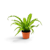Front view of Asplenium 'Osaka' forming a symmetrical ruffled rosette