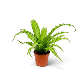 Compact Asplenium 'Osaka' with wavy upright fronds in a terracotta pot