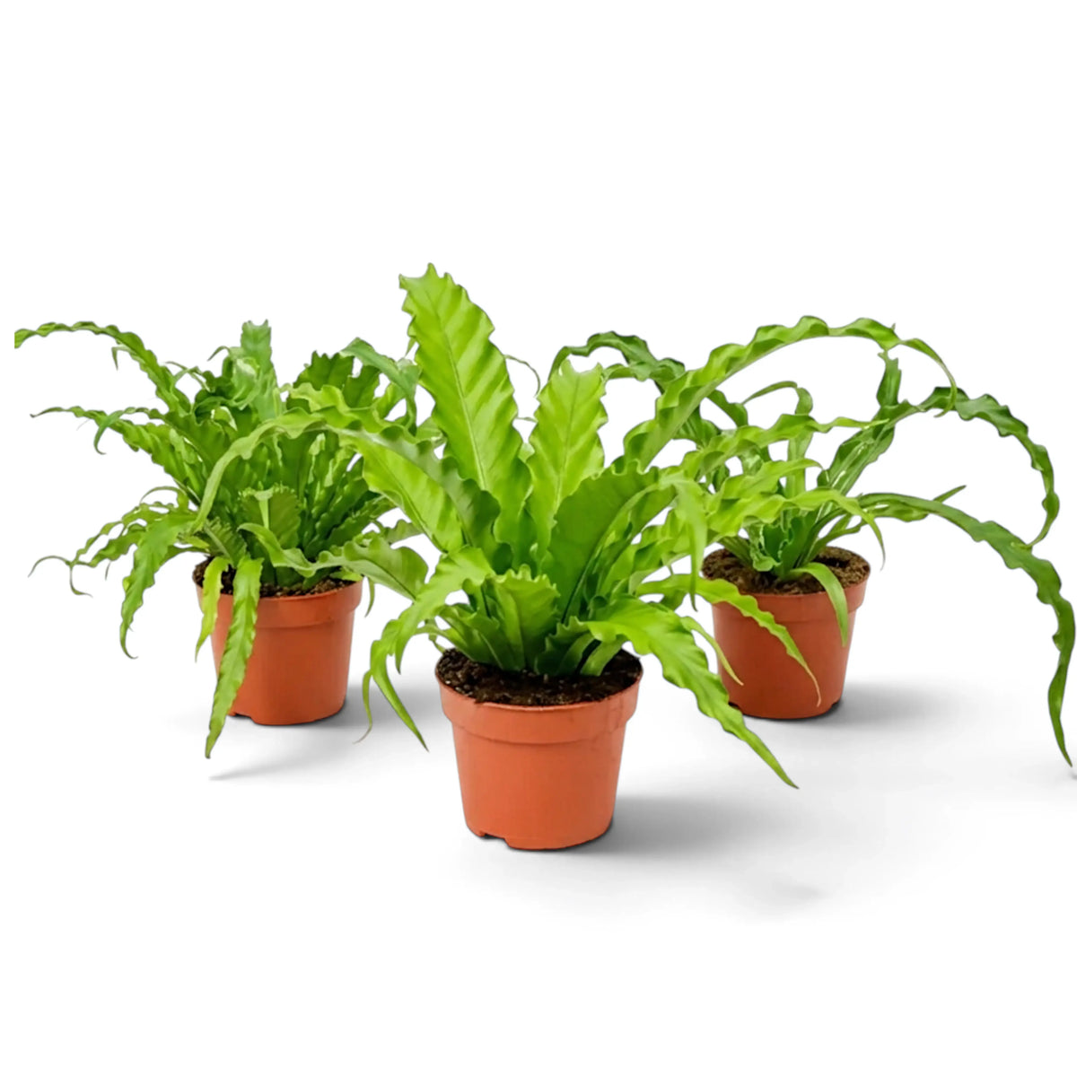 Three Asplenium 'Osaka' ferns with wavy green fronds