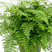 Asplenium 'Parvati' fronds cascading over the rim of a nursery pot