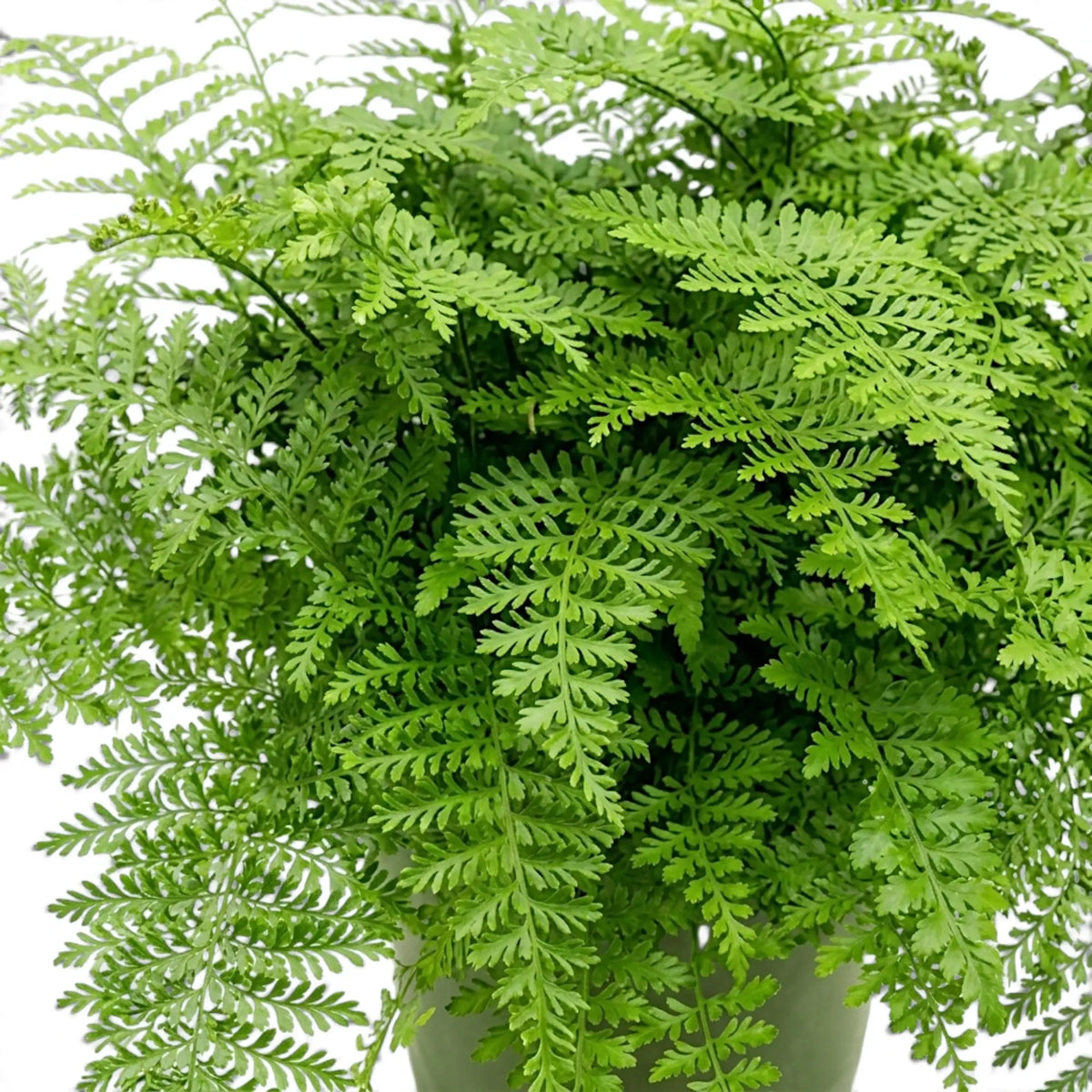 Asplenium 'Parvati' fronds cascading over the rim of a nursery pot