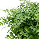 Dense Asplenium 'Parvati' foliage with finely divided arching green fronds